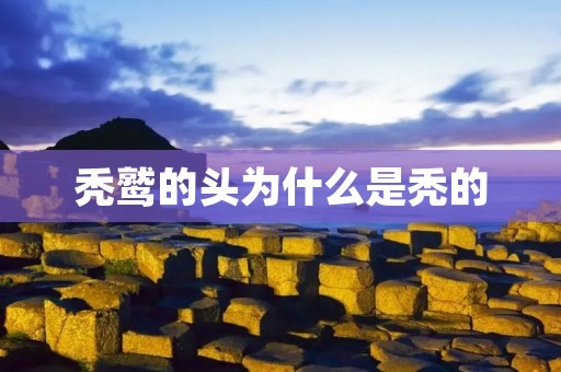 秃鹫的头为什么是秃的 秃鹫的头为什么是秃的