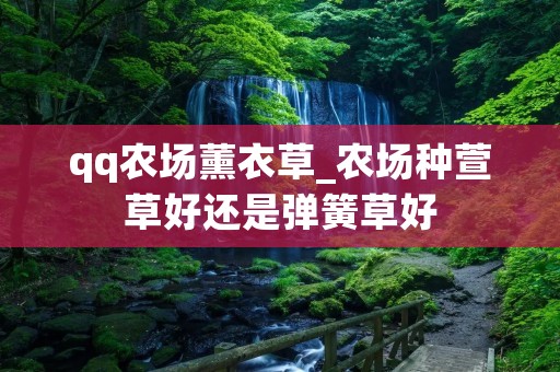qq农场薰衣草_农场种萱草好还是弹簧草好