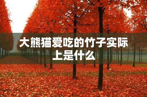 大熊猫爱吃的竹子实际上是什么 大熊猫爱吃的竹子实际上是什么