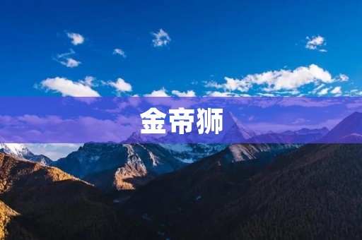 金帝狮:华丽而威严的王者之兽 金帝狮:华丽而威严的王者之兽