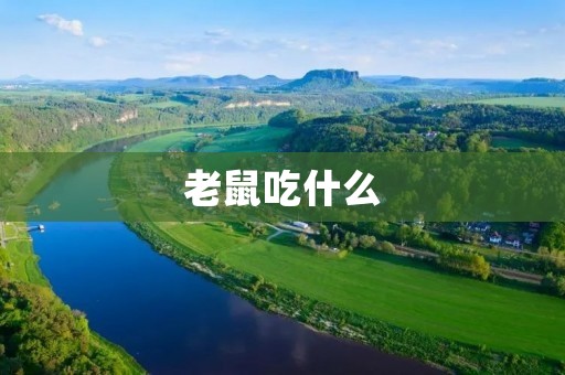 老鼠吃什么