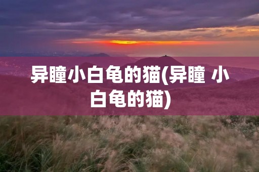 异瞳小白龟的猫(异瞳 小白龟的猫) 异瞳小白龟的猫(异瞳 小白龟的猫)