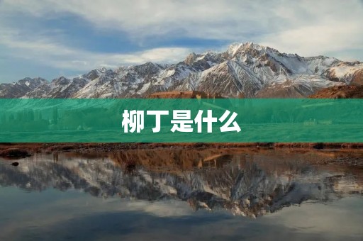 柳丁是什么