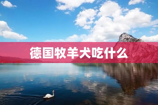 德国牧羊犬吃什么