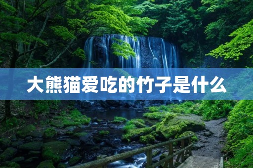 大熊猫爱吃的竹子是什么