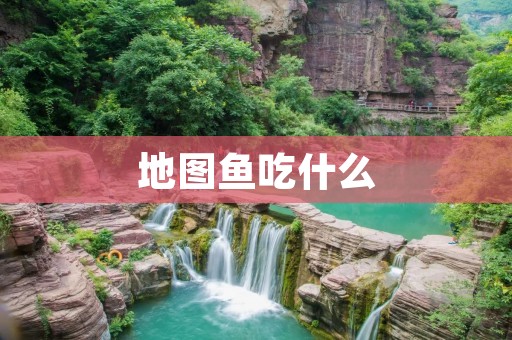 地图鱼吃什么