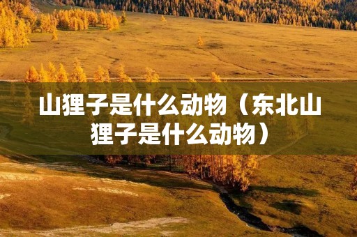 山狸子是什么动物（东北山狸子是什么动物）