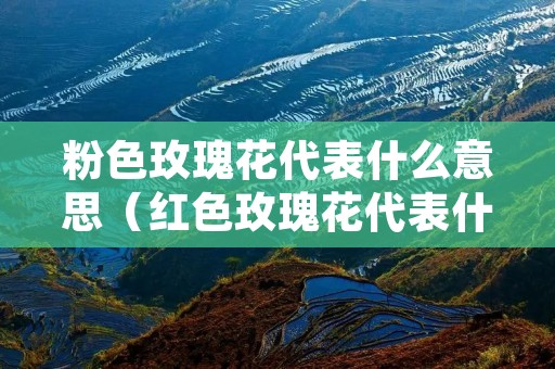 粉色玫瑰花代表什么意思(红色玫瑰花代表什么意思) 粉色玫瑰花代表什么意思(红色玫瑰花代表什么意思)