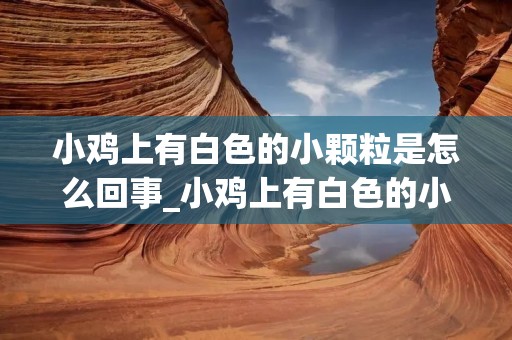 小鸡上有白色的小颗粒是怎么回事_小鸡上有白色的小点点