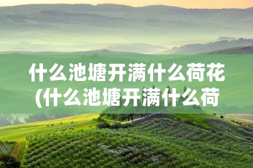 什么池塘开满什么荷花(什么池塘开满什么荷花仿写)
