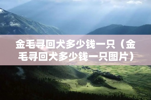 金毛寻回犬多少钱一只（金毛寻回犬多少钱一只图片）