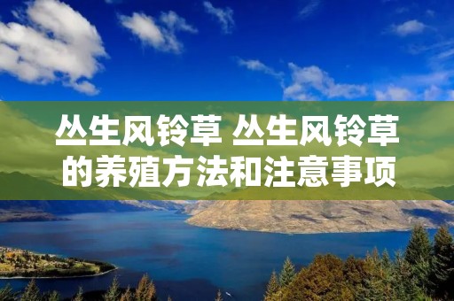 丛生风铃草 丛生风铃草的养殖方法和注意事项