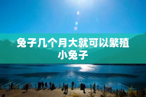 兔子几个月大就可以繁殖小兔子 兔子几个月大就可以繁殖小兔子