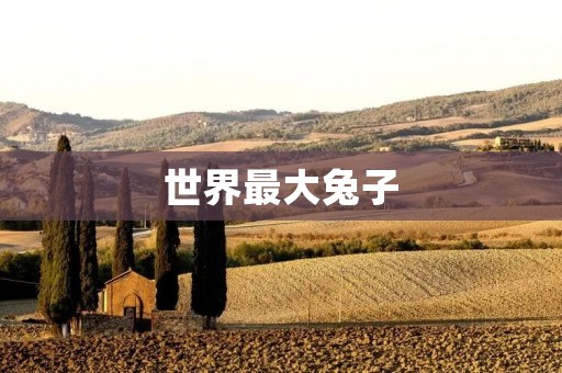 世界最大兔子:探寻兔子界的巨人 世界最大兔子:探寻兔子界的巨人