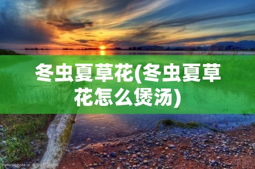 冬虫夏草花(冬虫夏草花怎么煲汤)