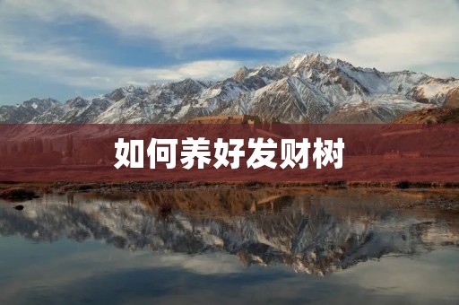 如何养好发财树