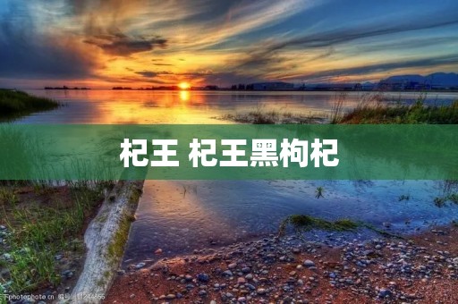 杞王 杞王黑枸杞
