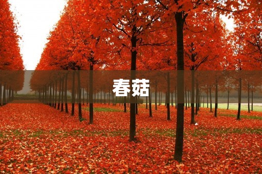 春菇