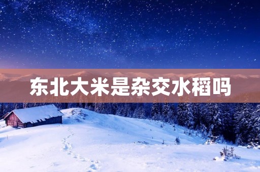 东北大米是杂交水稻吗