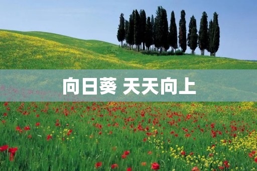 向日葵 天天向上：用阳光般的心态迎接每一天