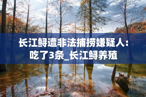 长江鲟遭非法捕捞嫌疑人:吃了3条_长江鲟养殖