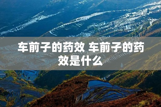 车前子的药效 车前子的药效是什么