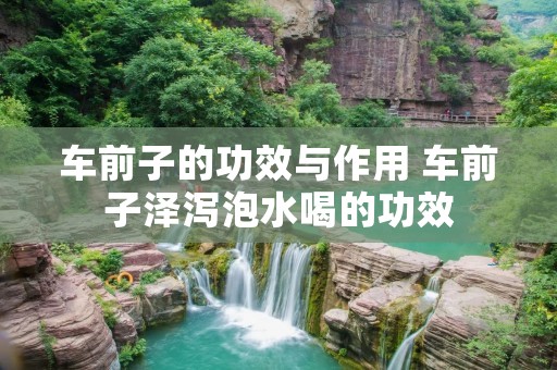 车前子的功效与作用 车前子泽泻泡水喝的功效
