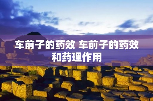 车前子的药效 车前子的药效和药理作用