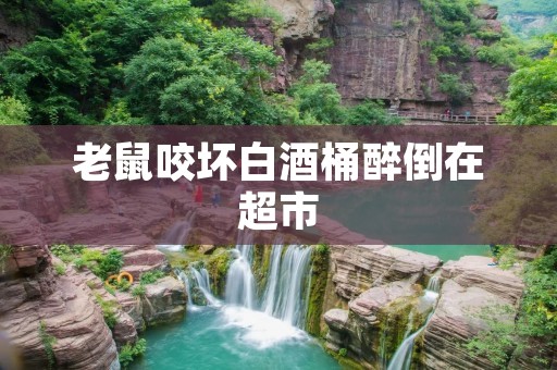 老鼠咬坏白酒桶醉倒在超市