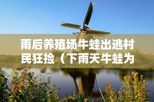 雨后养殖场牛蛙出逃村民狂捡（下雨天牛蛙为什么一直叫）