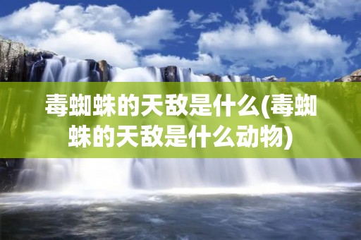 毒蜘蛛的天敌是什么(毒蜘蛛的天敌是什么动物)