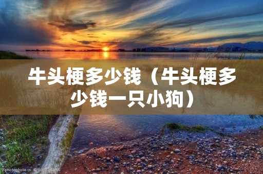 牛头梗多少钱(牛头梗多少钱一只小狗) 牛头梗多少钱(牛头梗多少钱一只小狗)