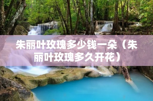 朱丽叶玫瑰多少钱一朵(朱丽叶玫瑰多久开花) 朱丽叶玫瑰多少钱一朵(朱丽叶玫瑰多久开花)
