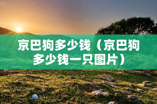 京巴狗多少钱（京巴狗多少钱一只图片）