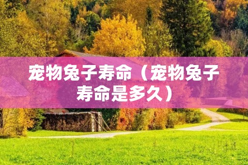 宠物兔子寿命（宠物兔子寿命是多久）
