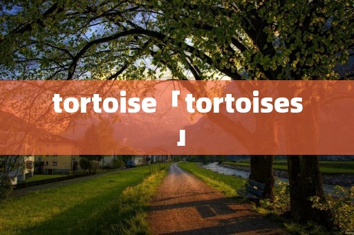 tortoise「tortoises」