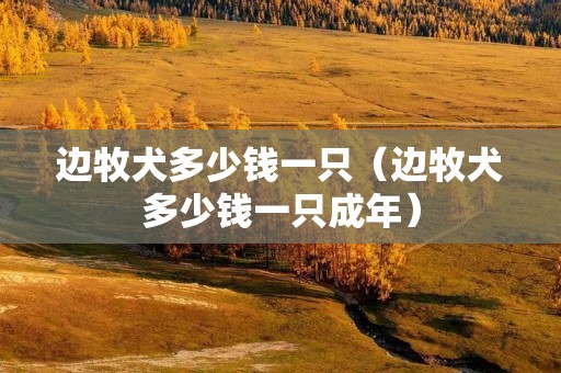 边牧犬多少钱一只（边牧犬多少钱一只成年）