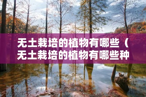 无土栽培的植物有哪些（无土栽培的植物有哪些种类）
