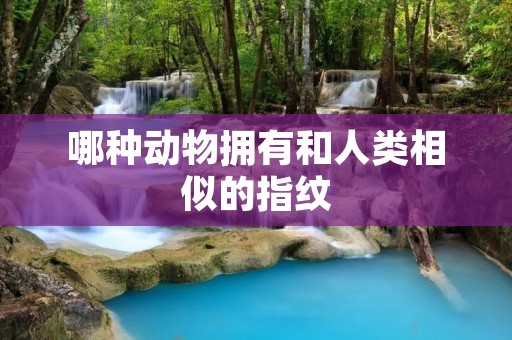 哪种动物拥有和人类相似的指纹 哪种动物拥有和人类相似的指纹