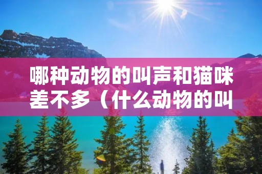 哪种动物的叫声和猫咪差不多(什么动物的叫声和猫咪差不多) 哪种动物的叫声和猫咪差不多(什么动物的叫声和猫咪差不多)