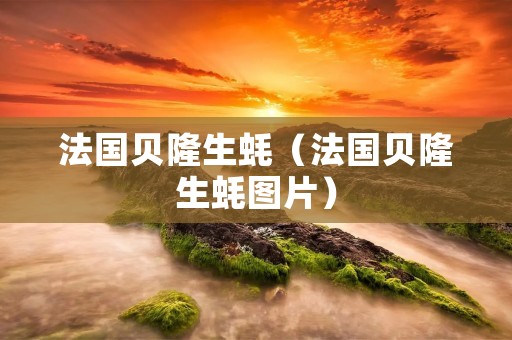 法国贝隆生蚝（法国贝隆生蚝图片）