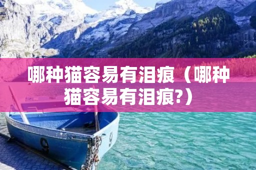 哪种猫容易有泪痕（哪种猫容易有泪痕?）