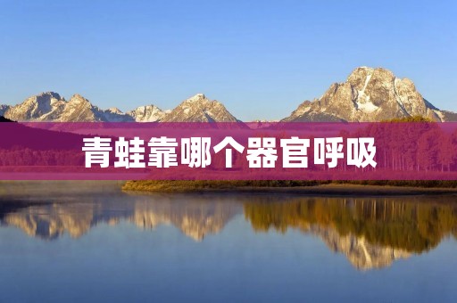 青蛙靠哪个器官呼吸 青蛙靠哪个器官呼吸