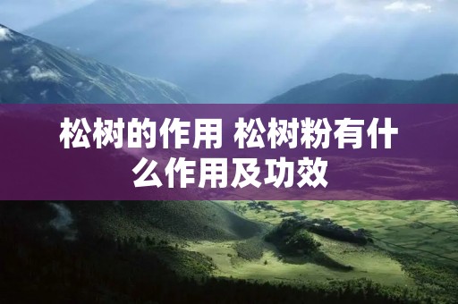 松树的作用 松树粉有什么作用及功效 松树的作用 松树粉有什么作用及功效