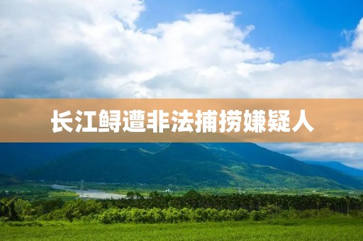 长江鲟遭非法捕捞嫌疑人:吃了3条_长江鲟鱼灭绝了吗?