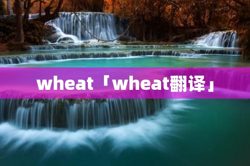 wheat「wheat翻译」