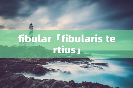 fibular「fibularis tertius」 fibular「fibularis tertius」