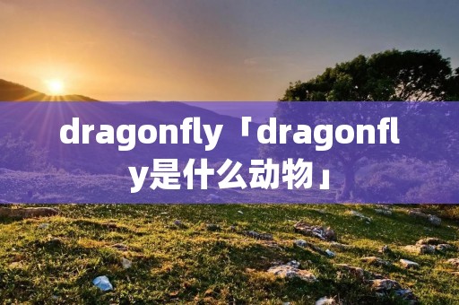 dragonfly「dragonfly是什么动物」