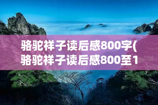 骆驼祥子读后感800字(骆驼祥子读后感800至1000字)
