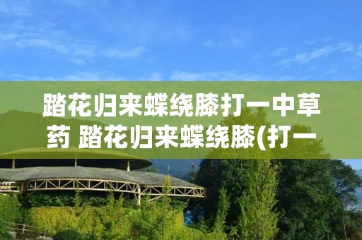 踏花归来蝶绕膝打一中草药 踏花归来蝶绕膝(打一中草药名